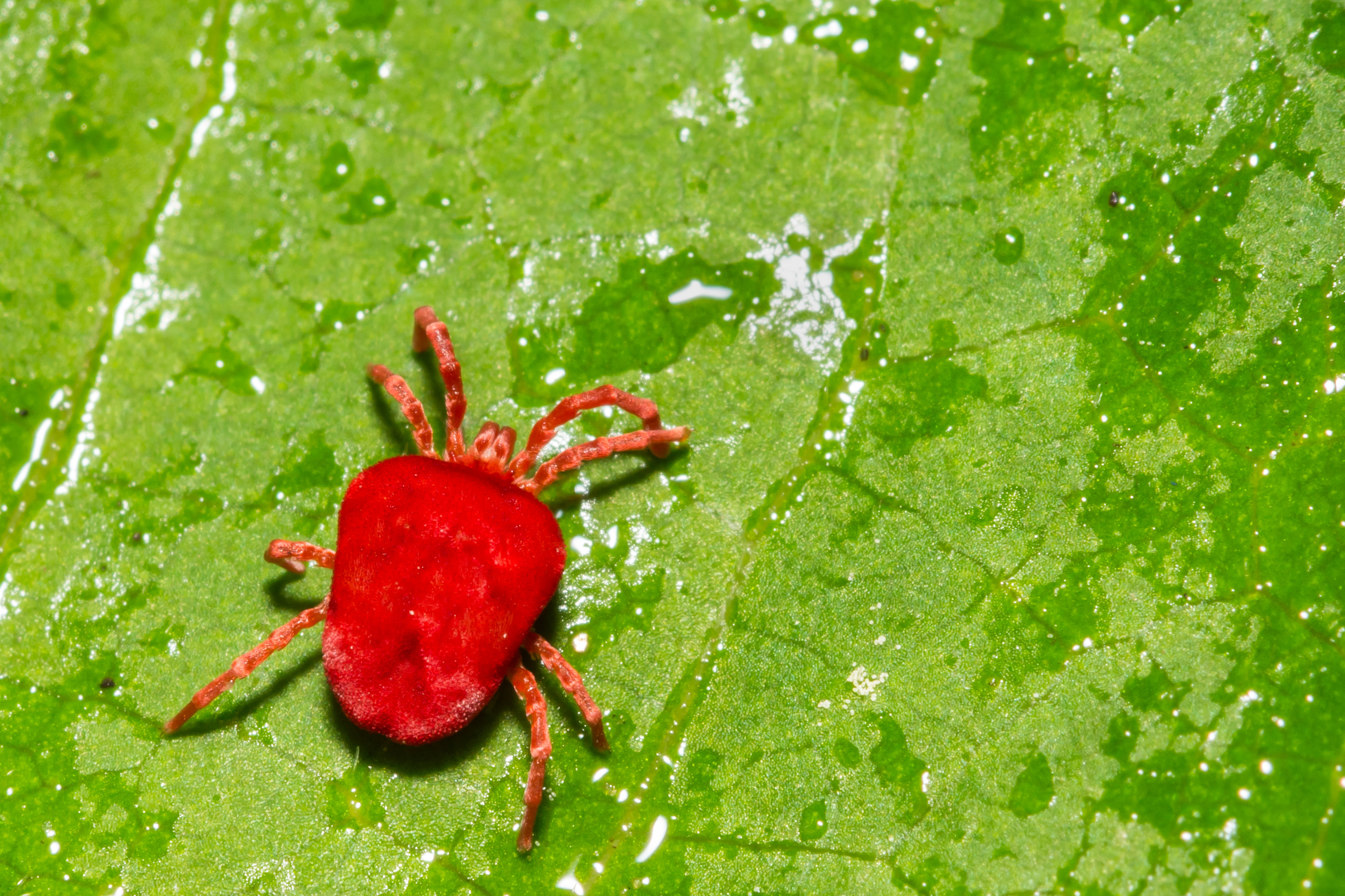 When DIY Fails: How to Finally Get Rid of Chiggers for Good