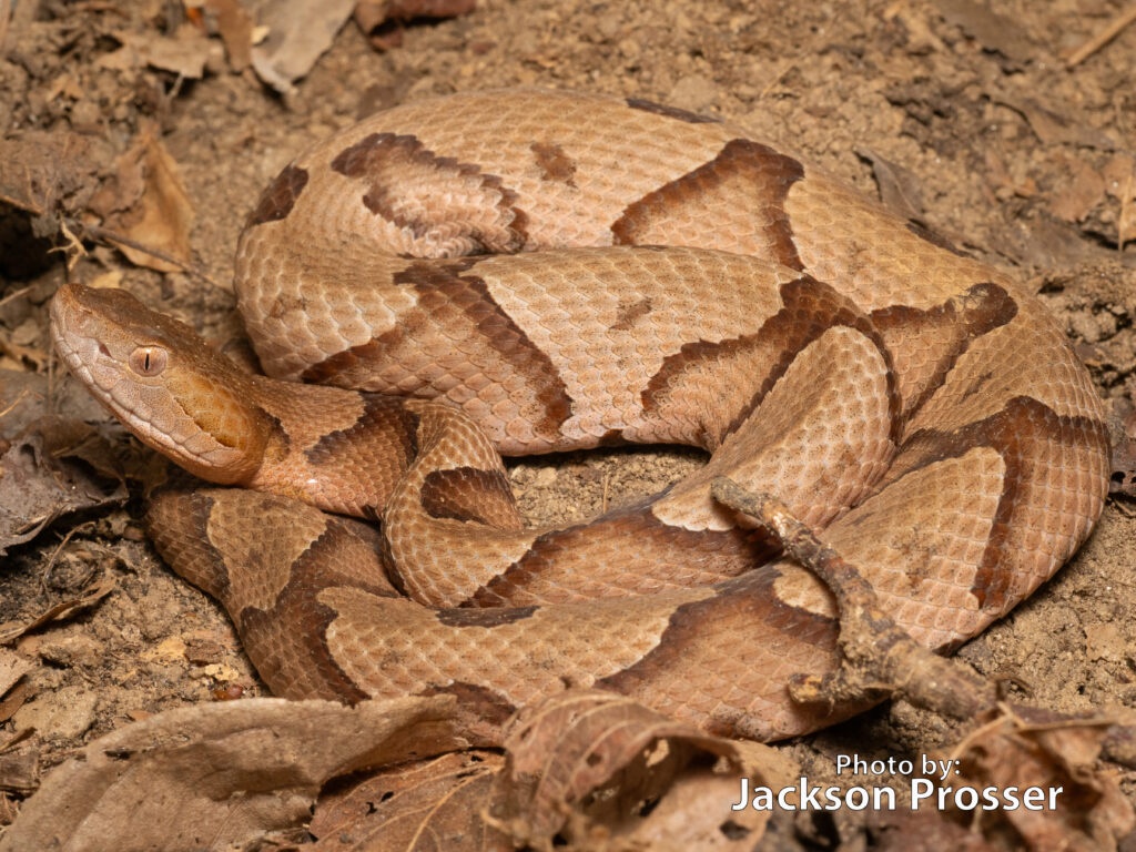 Copperhead identification photo