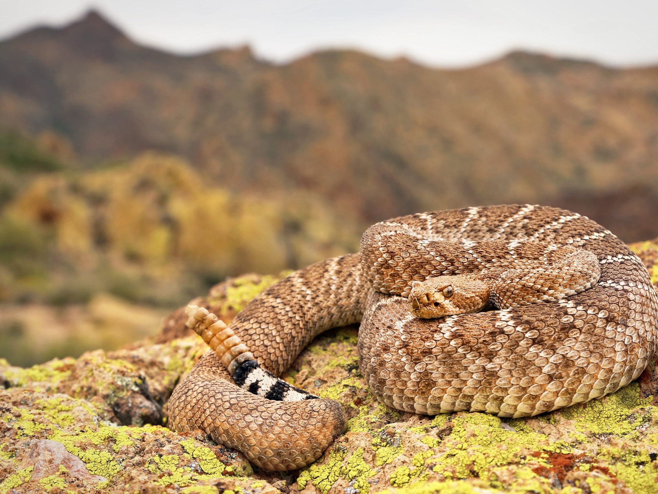 Western Diamondback Rattlesnake identification photo