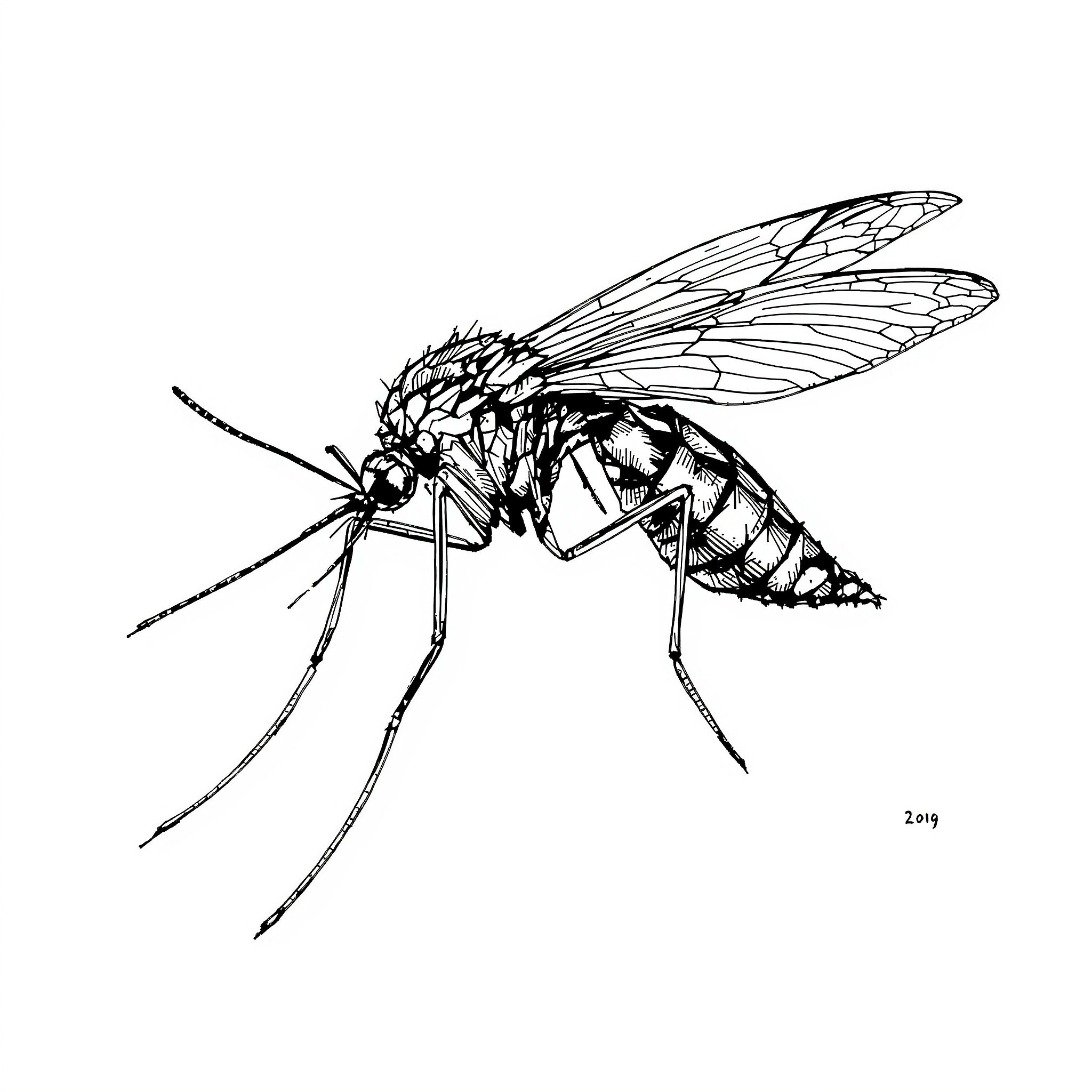 Mosquitoes illustration