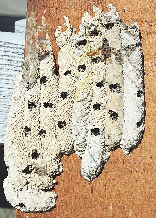 Organ Pipe Mud Dauber identification photo