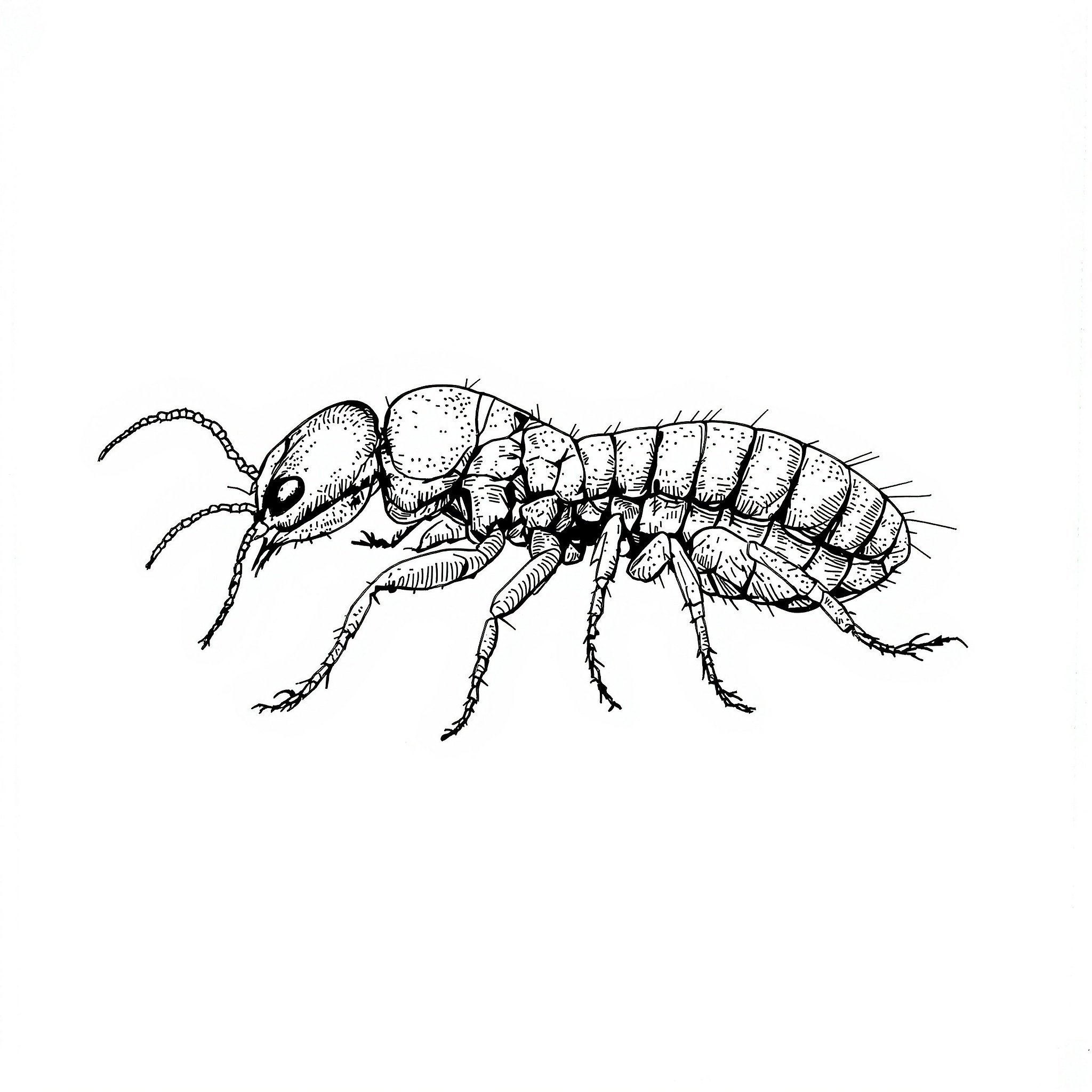 Termites illustration