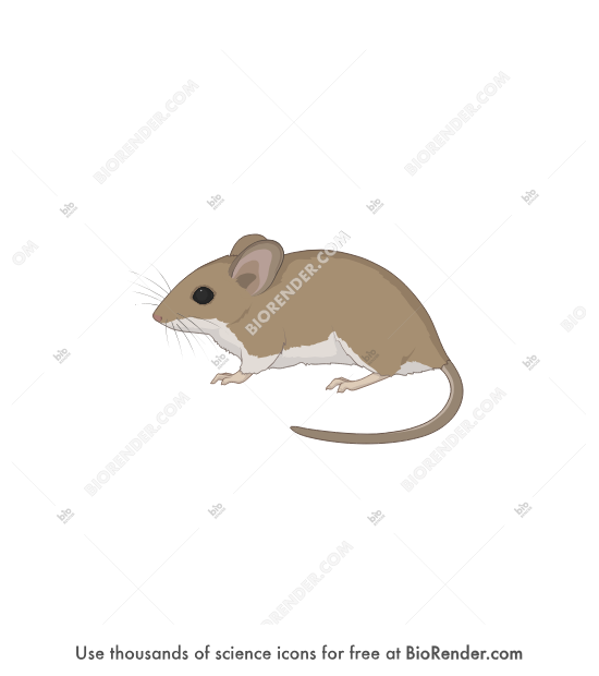White-Footed Mouse identification photo