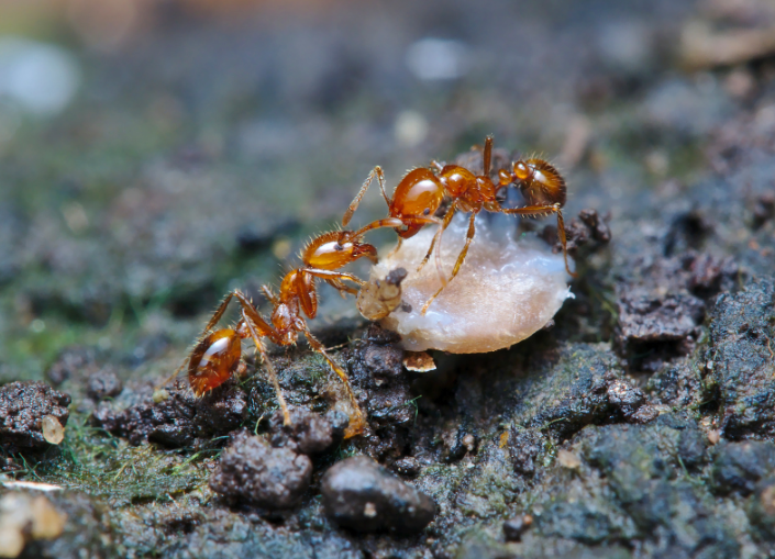 Fire Ants Control Blog