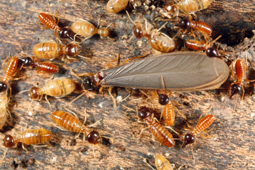 Termite Swarmers Blog