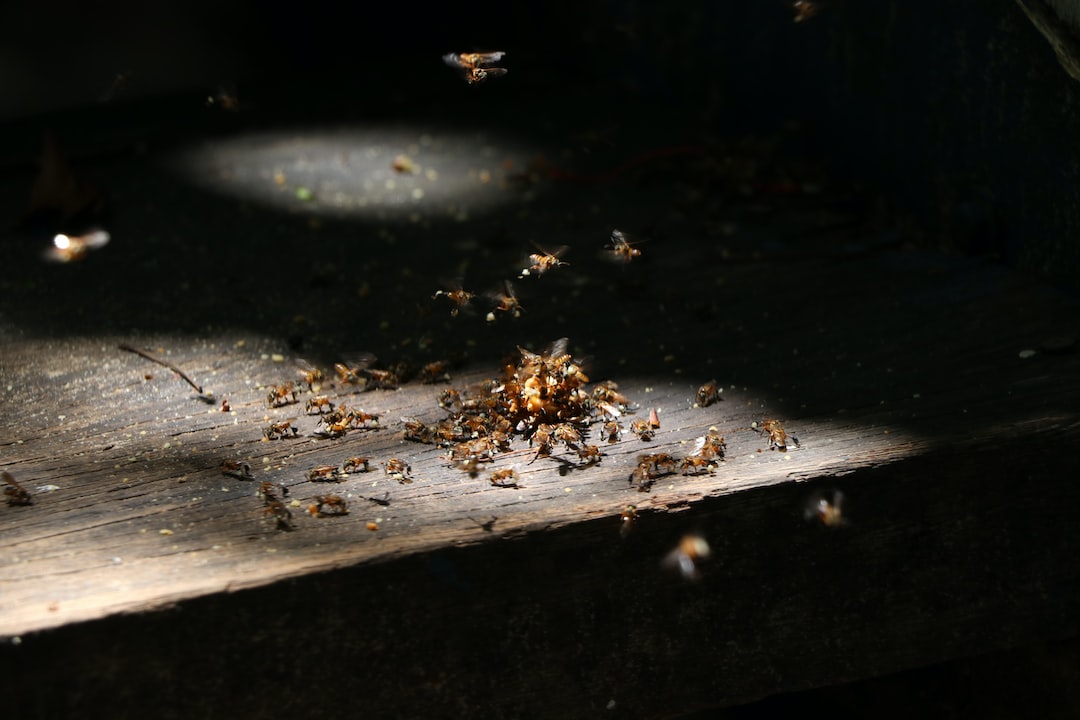 Termites Protection Blog