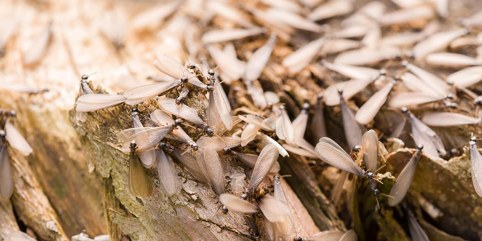 Termites Identification and Control Guide Romex Pest Detective