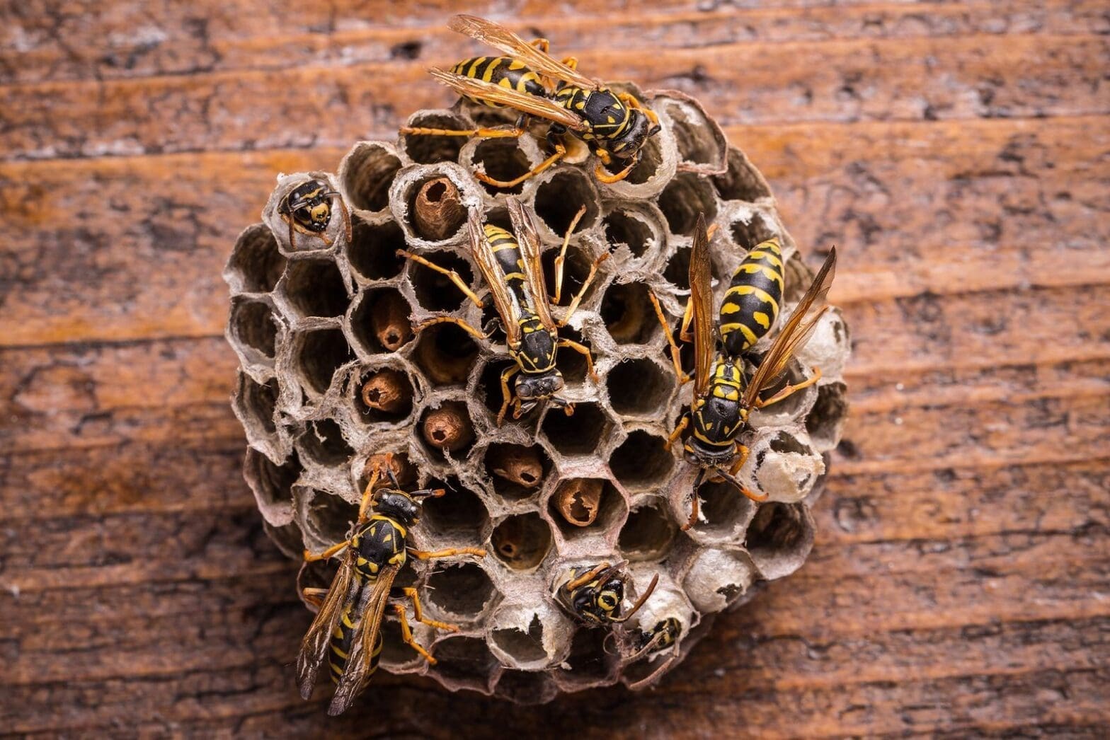 Texas. Oklahoma, Mississippi, Louisiana Wasps