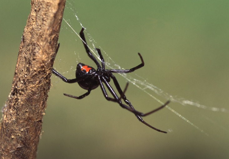 Romex's Innovative Crusade Against Black Widows in Tyler