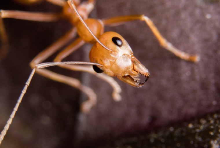 Romex Pest Control Targets Ants in OKC Effective Solutions Romex