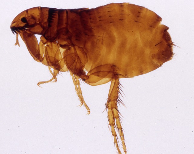 Understanding and Managing Flea Infestations in Oklahoma City A