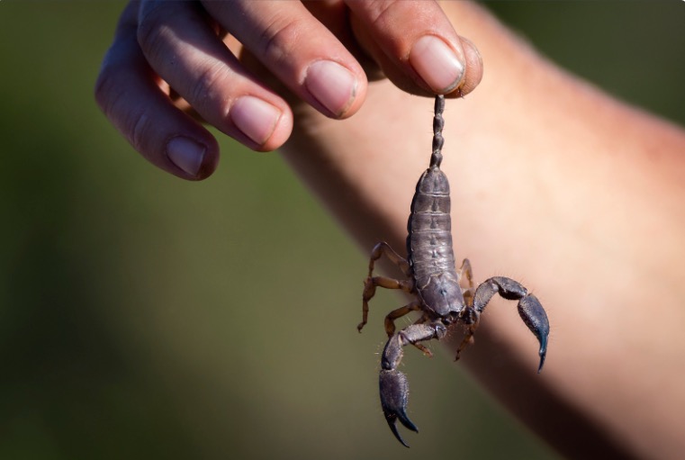 Romex's Effective Approach to Scorpions Control in Austin, Texas