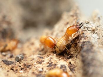 Formosan Termites