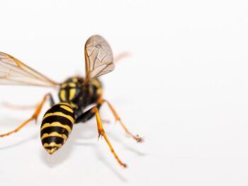 Murder Hornet