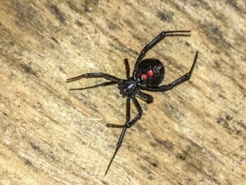 Black widow spider