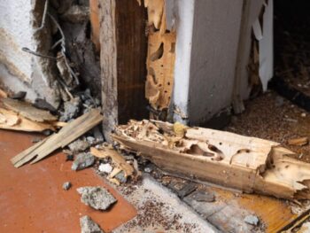 Termites