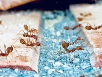 Ants Prevention Blog