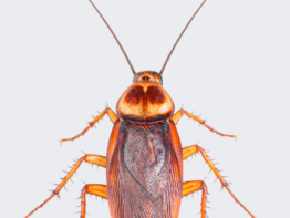 Asian Cockroach Blog