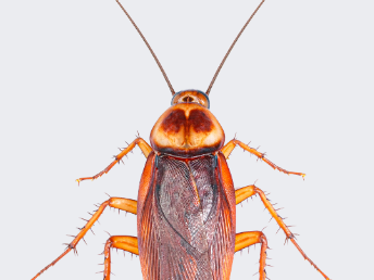 Asian Cockroach Blog