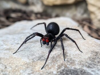 Spider Control By Season