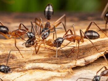 Ants on wood, close-up view.