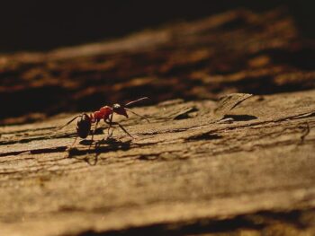 Carpenter Ants Control Blog