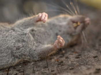 Dead Rodent Blog