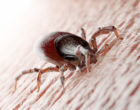 3d Rendered Illustration Of A Tick Biting In Human Skin