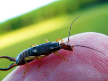 earwig