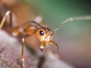 fire ant pest control