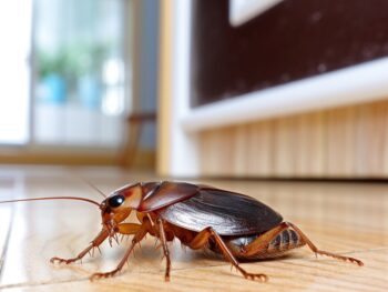 Close-up of a cockroach on a wooden floor.