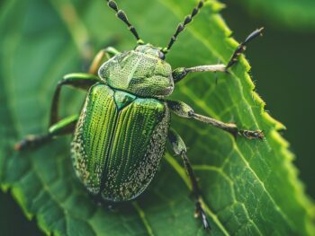 Integrated Pest Management Tulsa