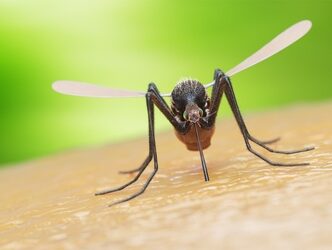 Mosquito feeding on human skin, green background.