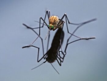 Mosquito Control Diy Professional