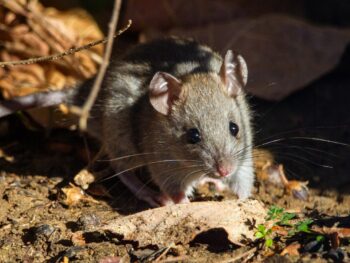 Mouse Winter Pest Control