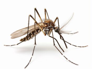Mozzies - Lyme Disease