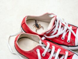 scorpion shoe