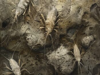 Silverfish Infestation Southern United States