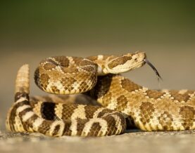 Rattlesnake Coiled And Poised To Strike, Displaying Forked Tongue