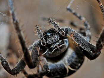 Spider Control Blog