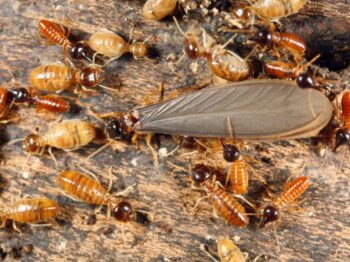 Termite Swarmers Blog