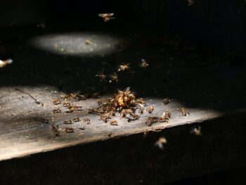 Termites Protection Blog