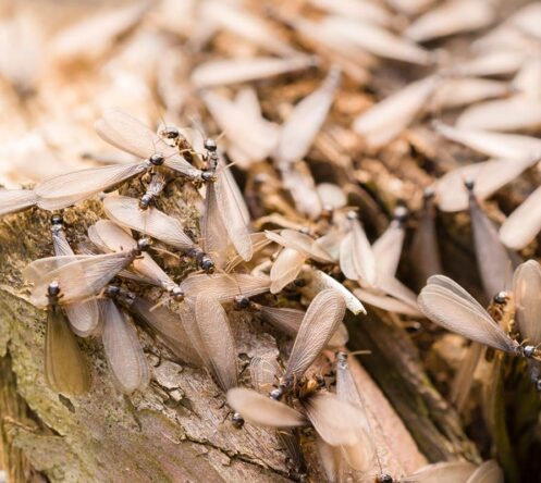 Termites Romex