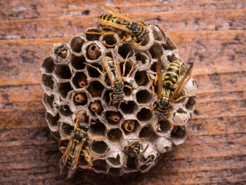 Texas Wasps Blog