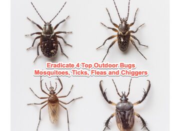 Chiggers, yard guard