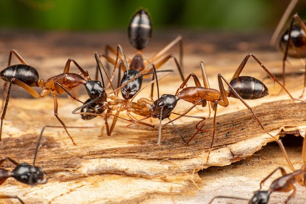 Ants on wood, close-up view.